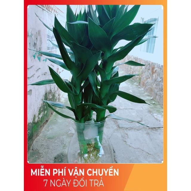 Chậu Phát Tài Búp Sen