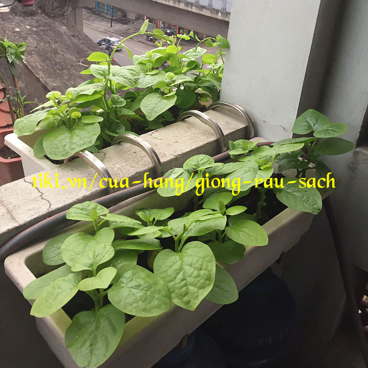 MÓC TREO CHẬU HOA THÔNG MINH CHO THÀNH TƯỜNG Tối Đa 15cm - Giá bán chưa gồm chậu