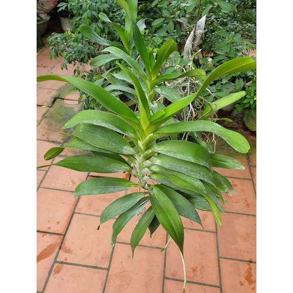 Sản Phẩm Hoa lan Giáng hương quế nâu