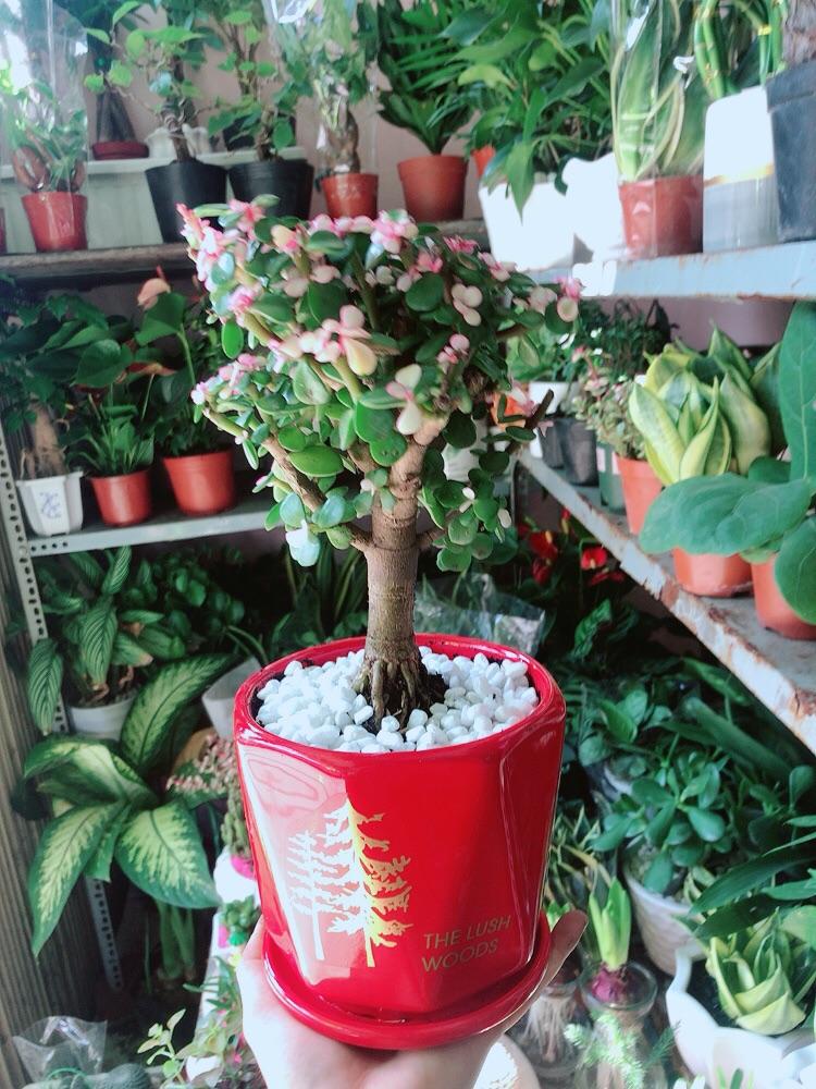 Chậu Cây Cành Vàng Lá Ngọc