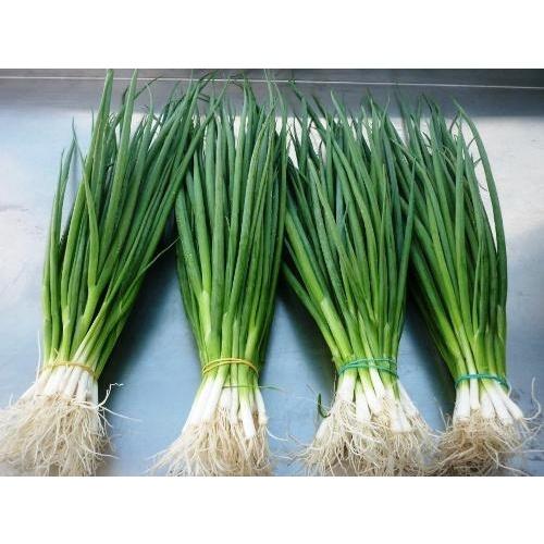 HẠT GIỐNG HÀNH LÁ CAO SẢN