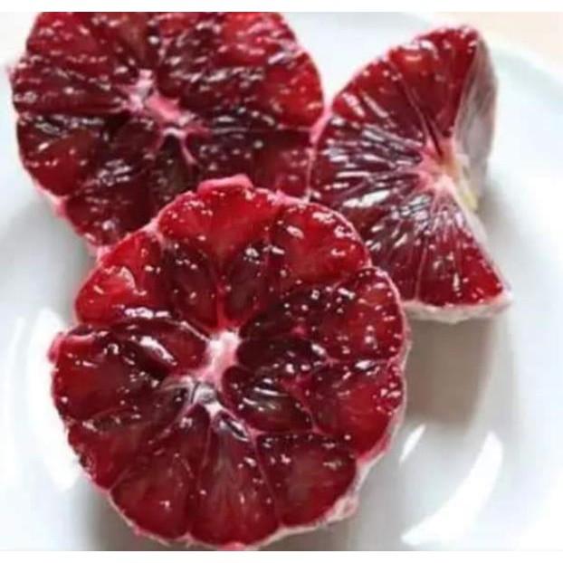 Sản phẩm CÂY GIỐNG CHANH ĐỎ