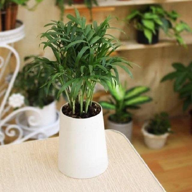 Cây giống cau tiểu châm