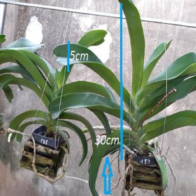 Hoa lan giáng hương ngọc điểm, cây to, bộ rễ khỏe,hàng bóc rừng