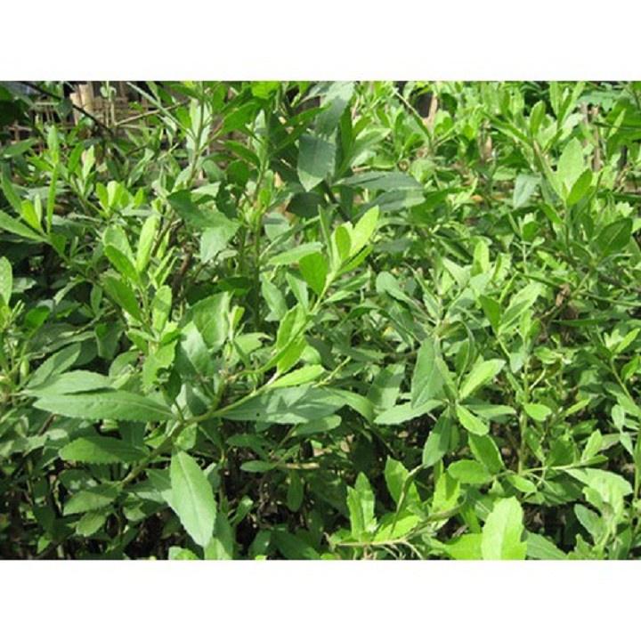 CÂY CÚC TẦN - BẦU CÂY GIỐNG