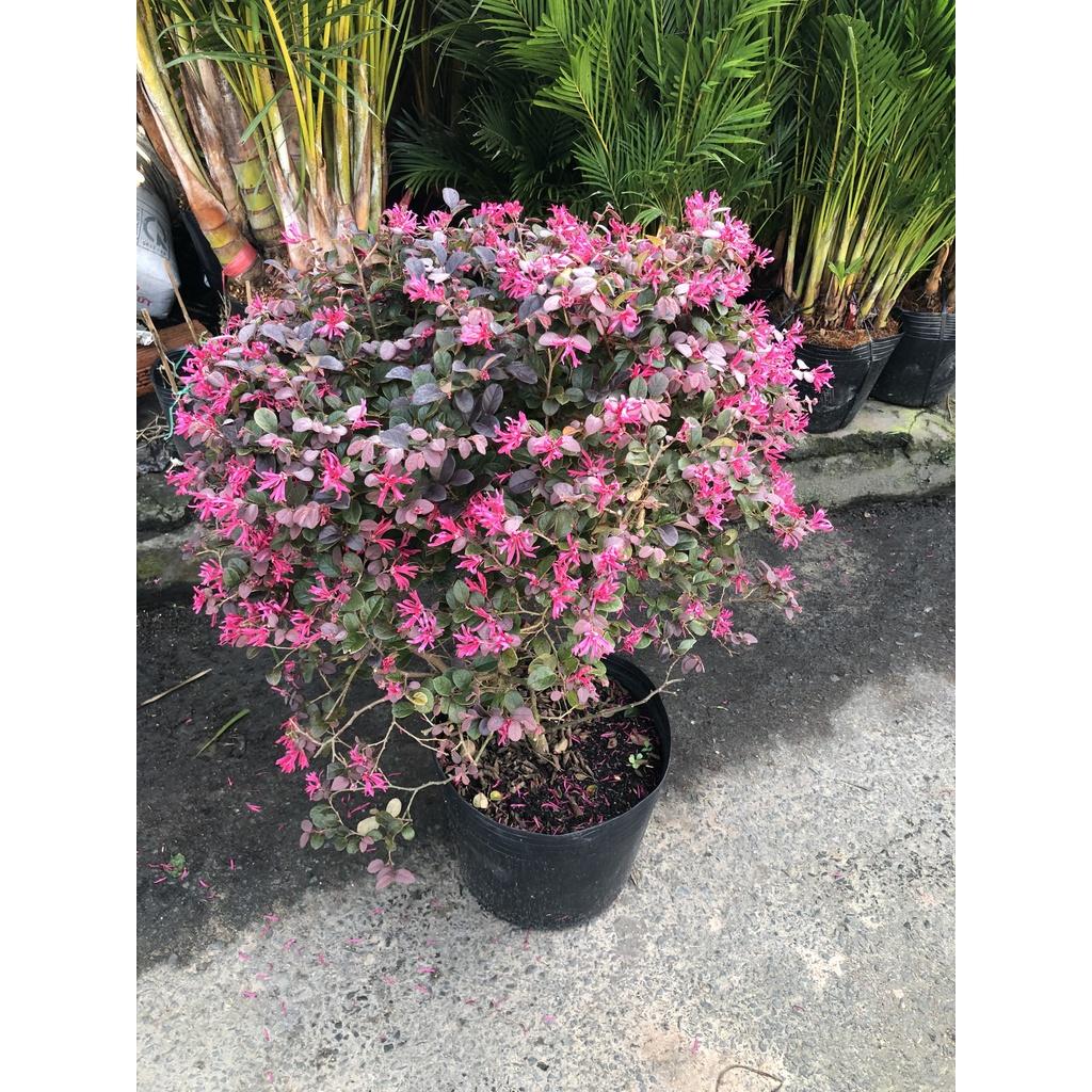 Cây hồng phụng tán tròn