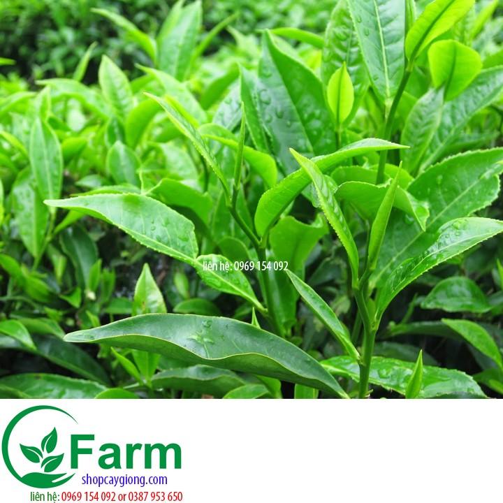 Cây trà xanh cây đẹp chuẩn giống
