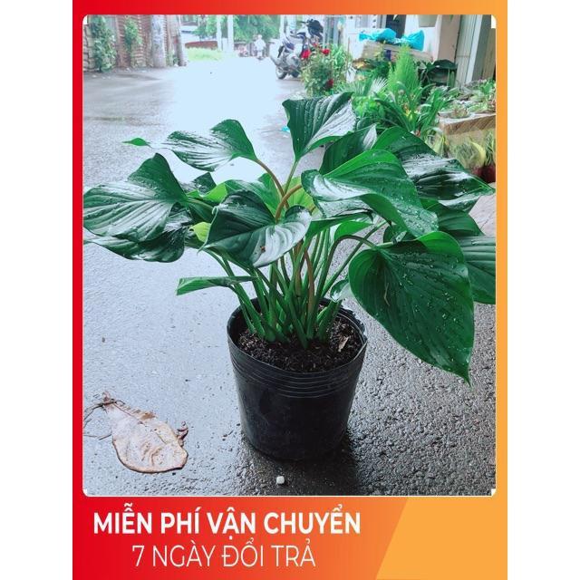 Cây Thanh Tâm