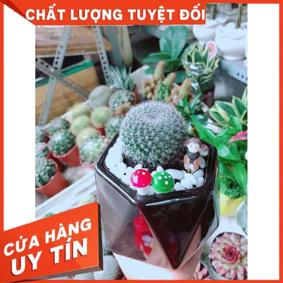 Chậu Xương Rồng Nhiều Người Mua