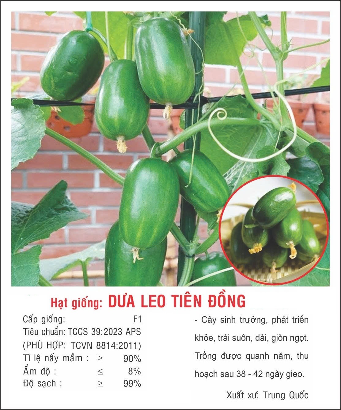 Hạt giống Dưa leo Tiên Đồng trái sai ăn non giòn ngọt