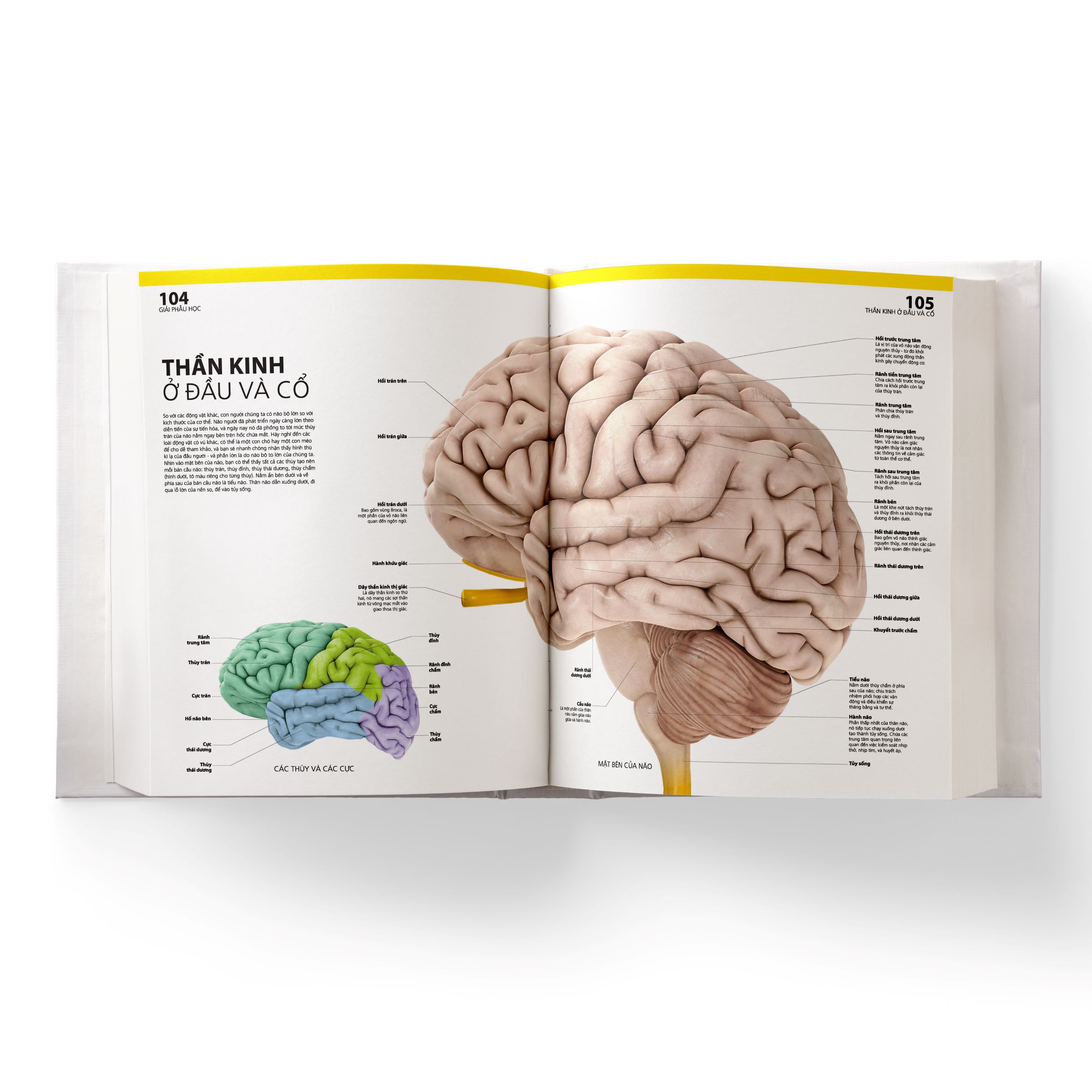 Sách Atlas Giải Phẫu Cơ Thể Người
