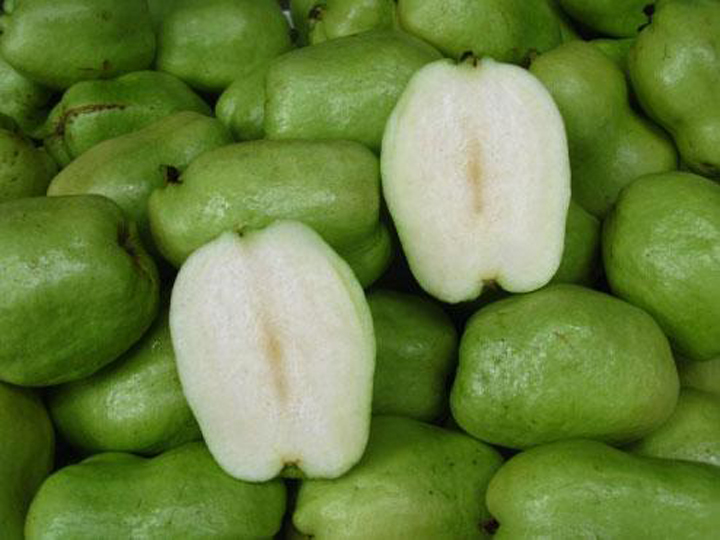 Cây Giống ổi không hạt MT1