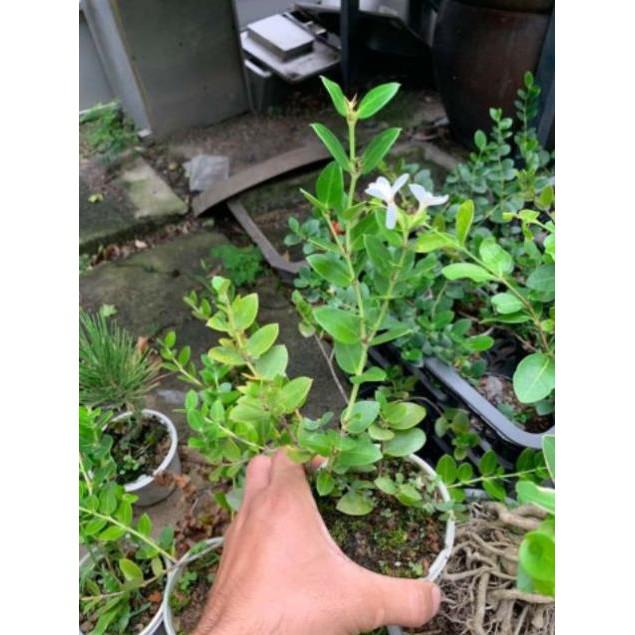 Cây siro giống Đài Loan