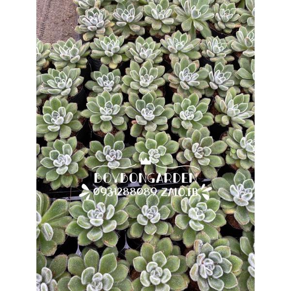 Cây sen đá nhung xanh size 6-7cm _hàng sẵn