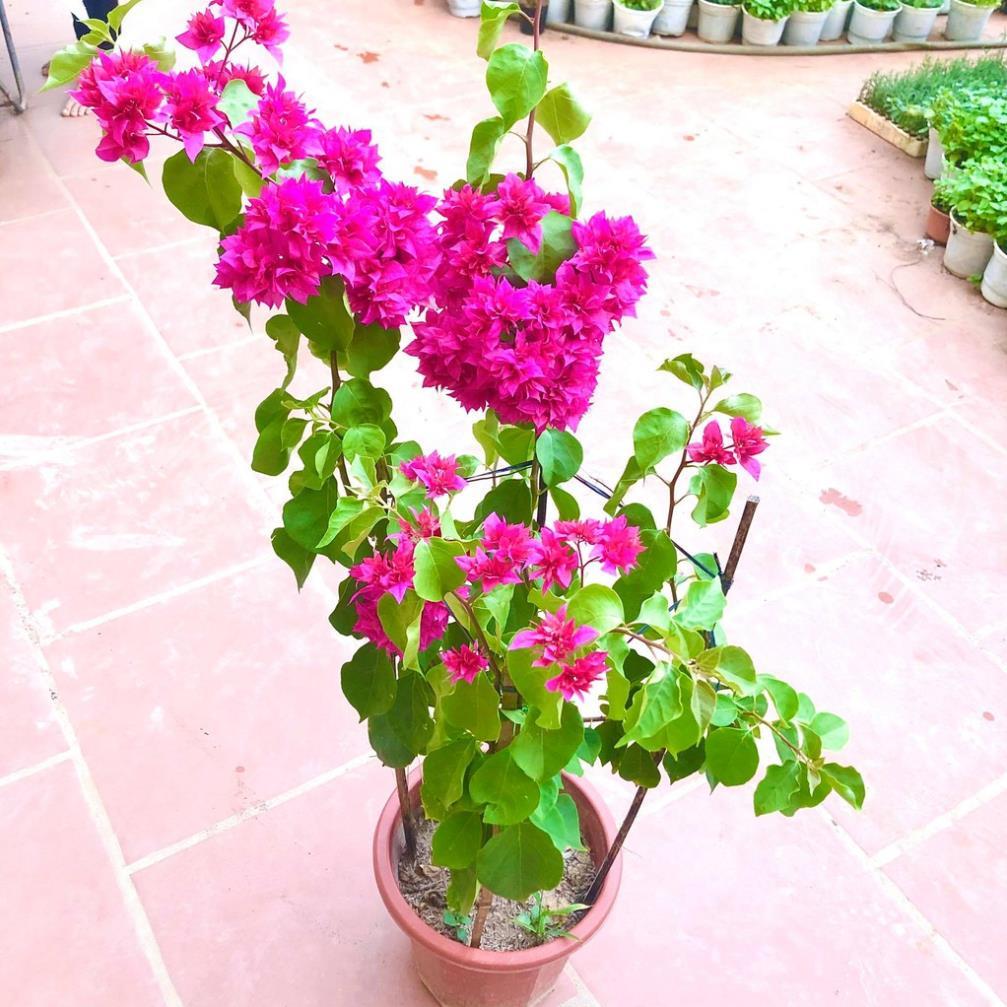 Cây hoa giấy đỏ kép đang hoa cao 70cm
