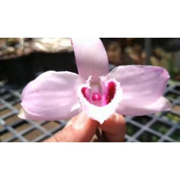 Dã hạc 68 cây giống gieo hạt