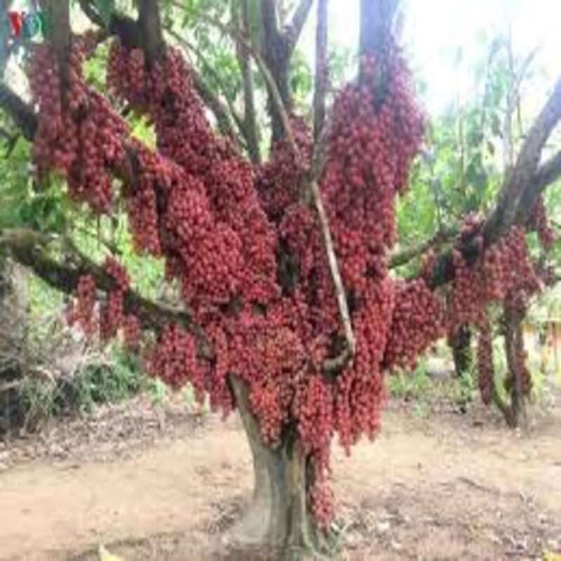 Cây giống Dâu da đất cây giống chuẩn cho năng suất cao