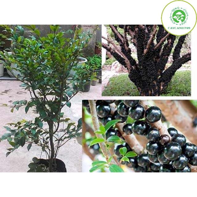 Cây nho thân gỗ tứ quý lá to (ảnh thật số 2)