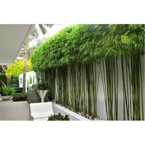CÂY GIỐNG TRÚC QUÂN TỬ,CAM KẾT GIỐNG CHUẨN LOẠI 1 - CGTQT1BL1