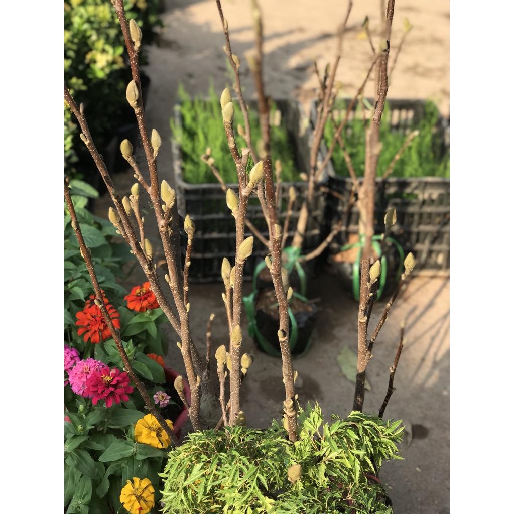 Cây Hoa Mộc Lan Hồng - Cây Hoa Đang Nụ Nở Hoa Vào Dịp Tết Nguyên Đán +