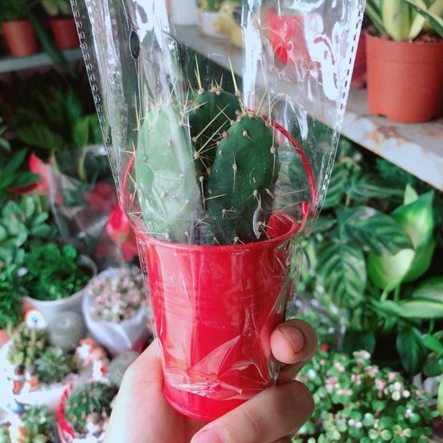 Chậu Xương Rồng Mini