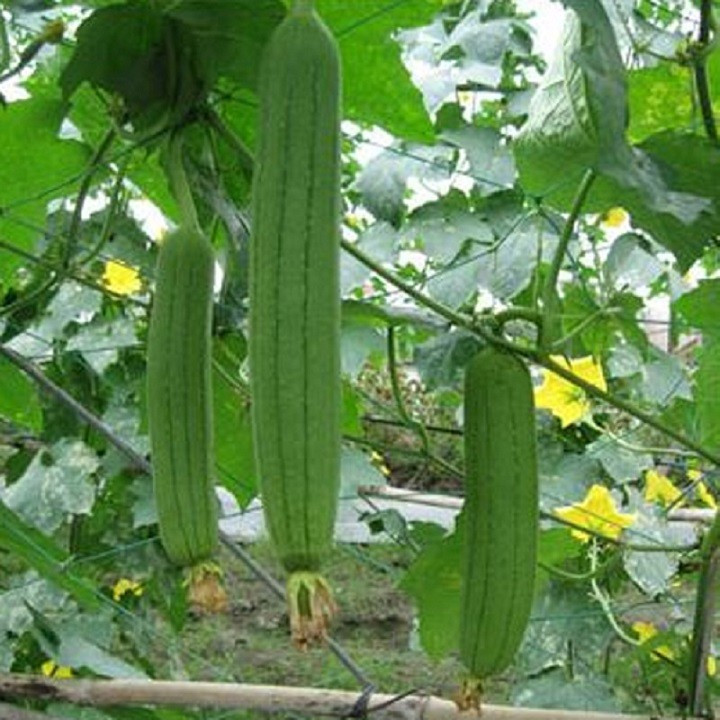 Hạt giống Mướp hương 2