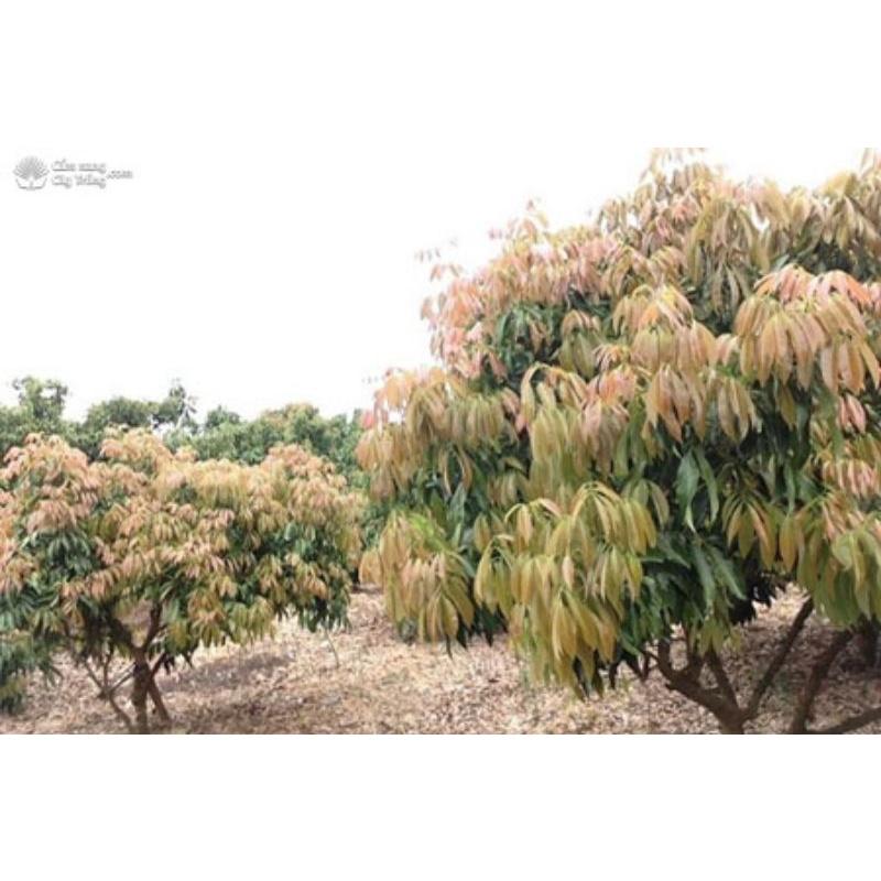 Lục Diệp Tố 1SL . Kích thích sinh trưởng cây trồng, kích lộc vải, lộc nhãn, rau màu, hoa cúc...