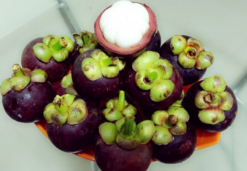 Cây măng cụt thái siêu sớm