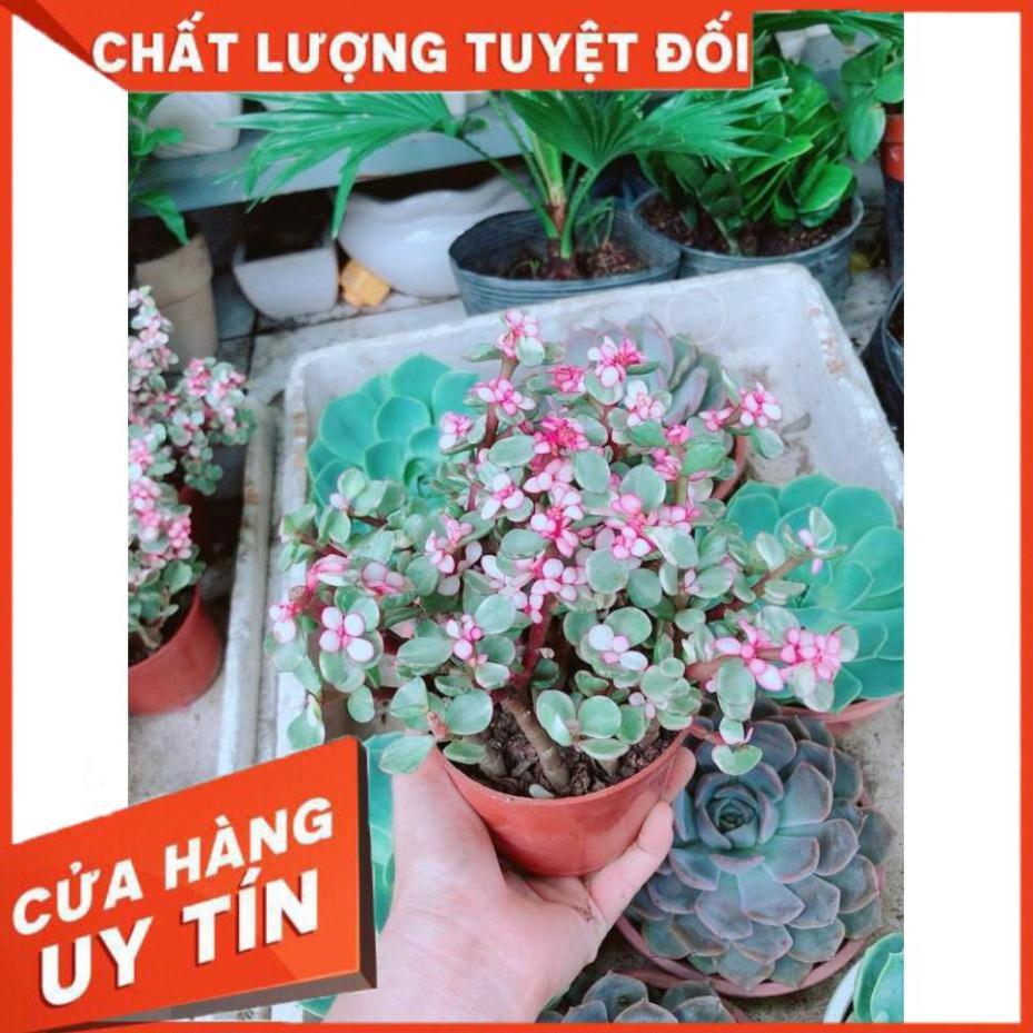 Đô La Hồng Nhiều Người Mua
