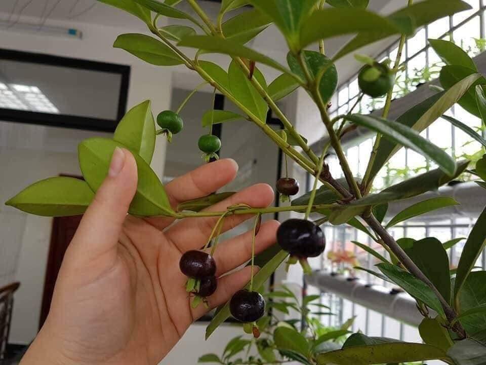 CÂY GIỐNG CHERRY BRAZIL