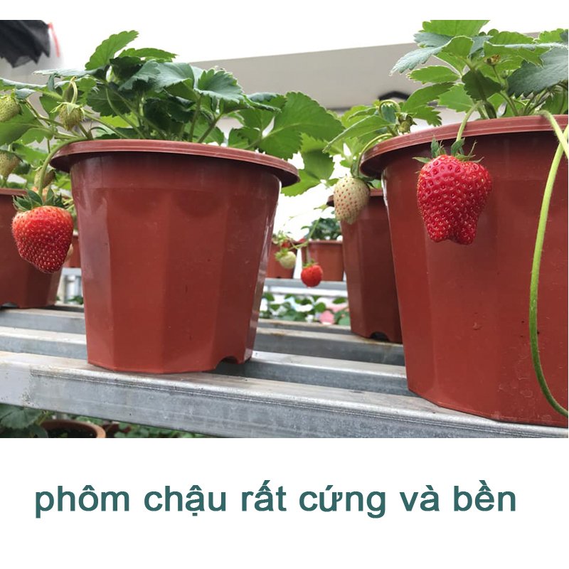 10 CHẬU nhựa trồng cây E320 chất lượng dáng cao giữ ẩm được lâu hơn đường kính 26.5x25cm-77496