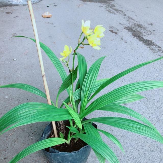 Lan Đất Nở Hoa Vàng