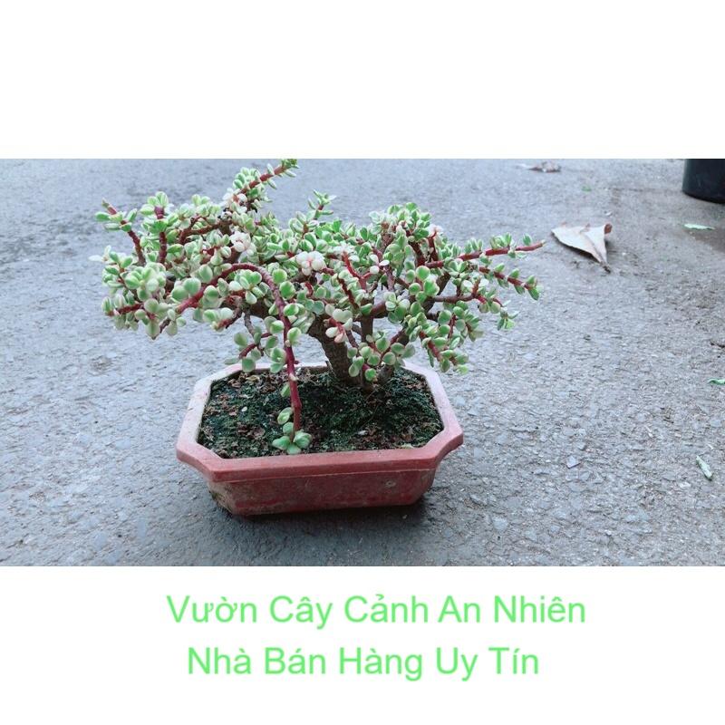 Cây Cành Vàng Lá Ngọc Cổ Thụ