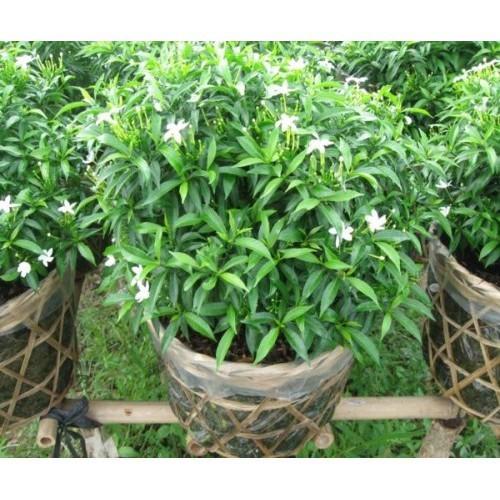 BẦU CÂY GIỐNG MAI VẠN PHÚC