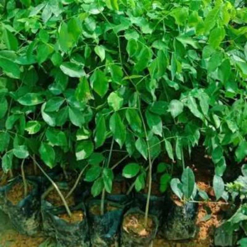 100gram giáng hương giống