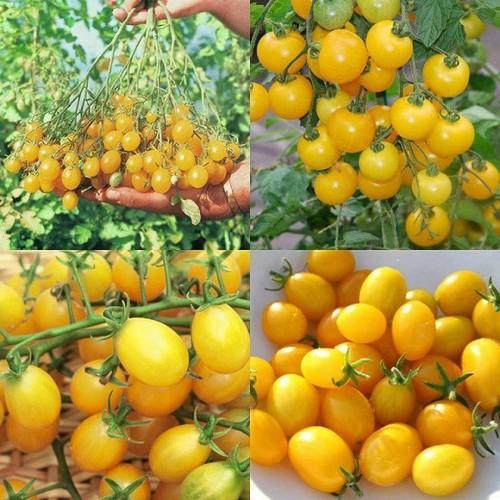 CÂY GIỐNG CÂY CÀ CHUA CHERRY VÀNG SIÊU QUẢ, SIÊU KINH TẾ, SIÊU TỐT CHO SỨC KHỎE - CGCCCRV