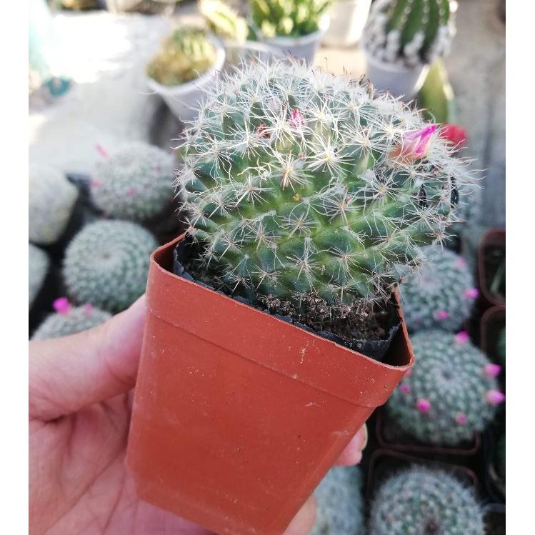 Hạt giống hoa xương rồng bánh sinh nhật 20 hạt/gói