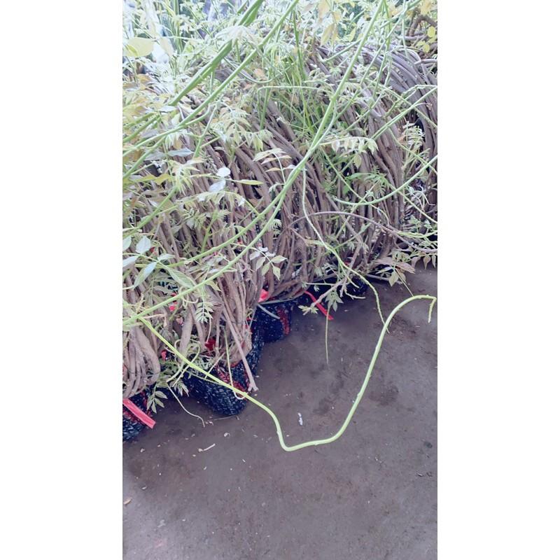 Cây Tử Đằng 5 Cây