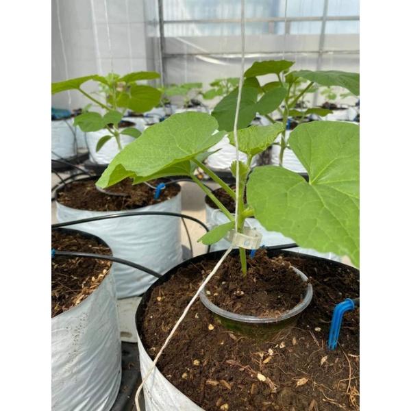 Cuộn dây se treo dưa lưới - dây buộc cà chua - dây chằng chuối - dây chằng thanh long - dây buộc cam bưởi