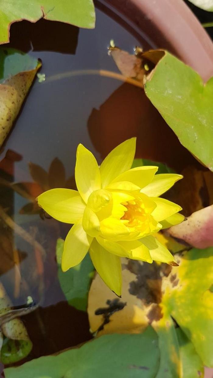 Hoa Súng Thái Hoa vàng Pinwaree - củ giống có mầm non chuẩn hoa