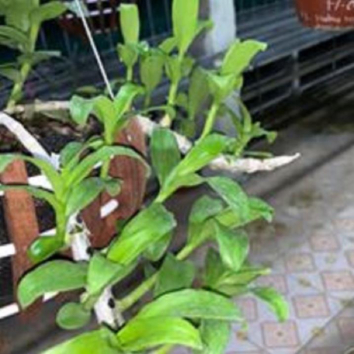 Hoa lan - 5CT mắt mờ hải dương