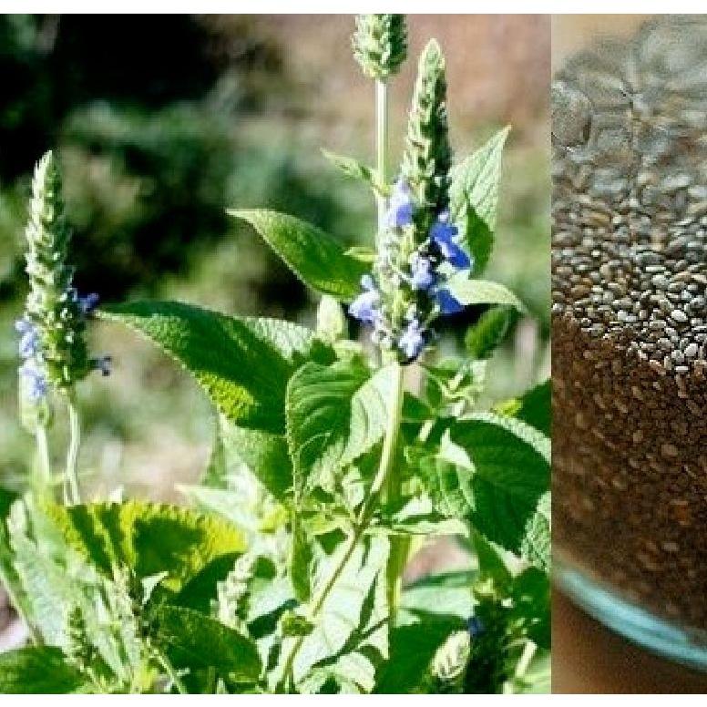 Hạt Giống Hạt Chia - Mỹ  CT505 - Gói 1000 hạt