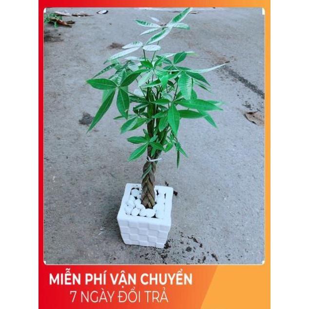 Chậu Kim Ngân Thắt Bính