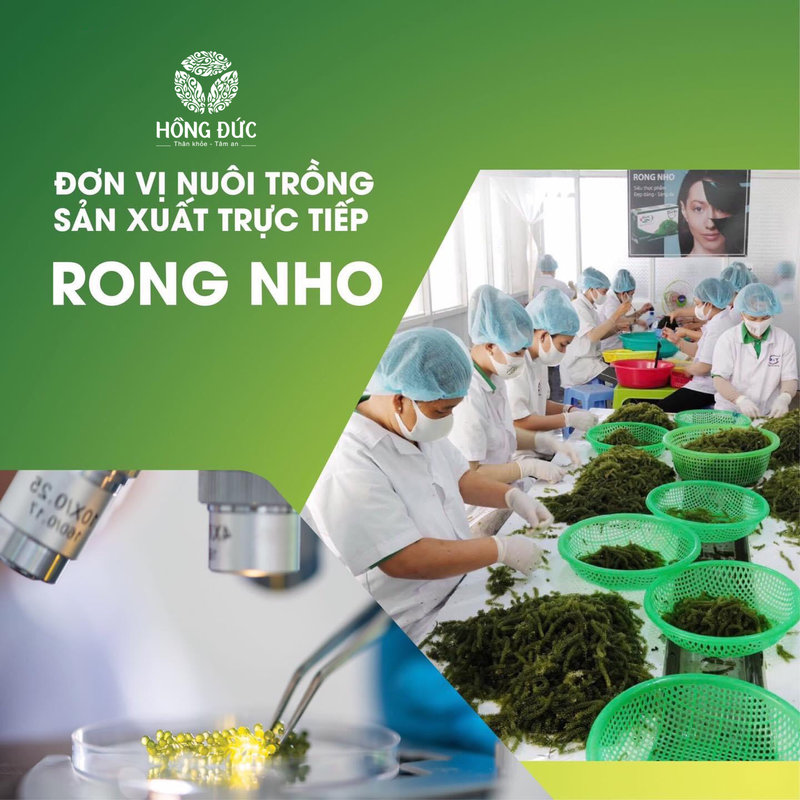 Rong nho biển tách nước Okinawa cao cấp Hộp 240g (12 gói) - Phụ khoa Hồng Đức