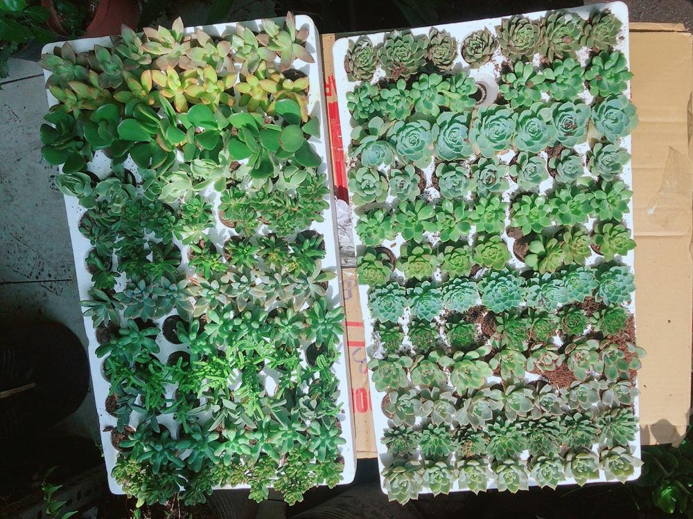 Combo 12 Cây Sen Đá 70k