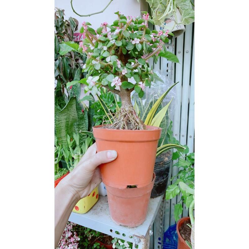 Cành Vàng Lá Ngọc Cổ Thụ