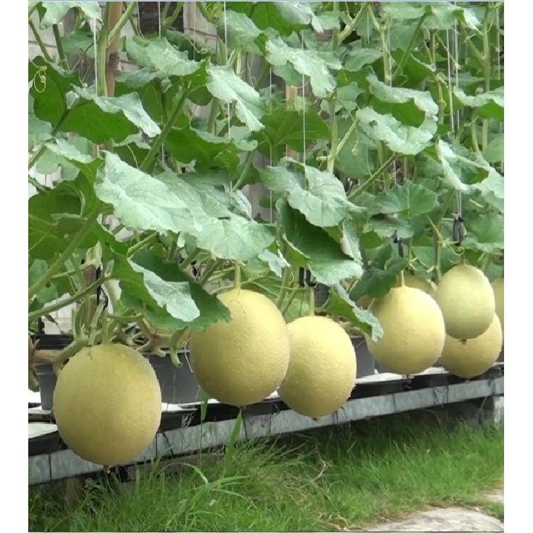 Hạt giống dưa Lưới vỏ vàng - 10 hạt/gói