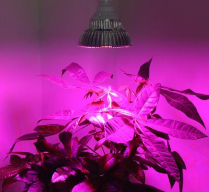 Led hỗ trợ trồng cây 80w