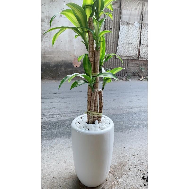 Chậu Cây Thiết Mộc Lan