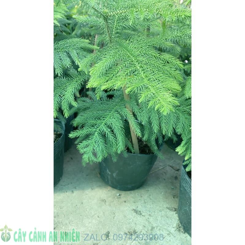 Tùng Bồng Lai Lá Kim Lớn